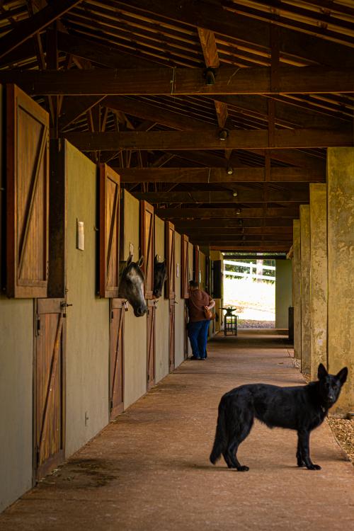 Imagem Galeria - Haras do Passo