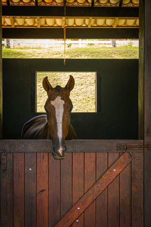 Imagem Galeria - Haras do Passo