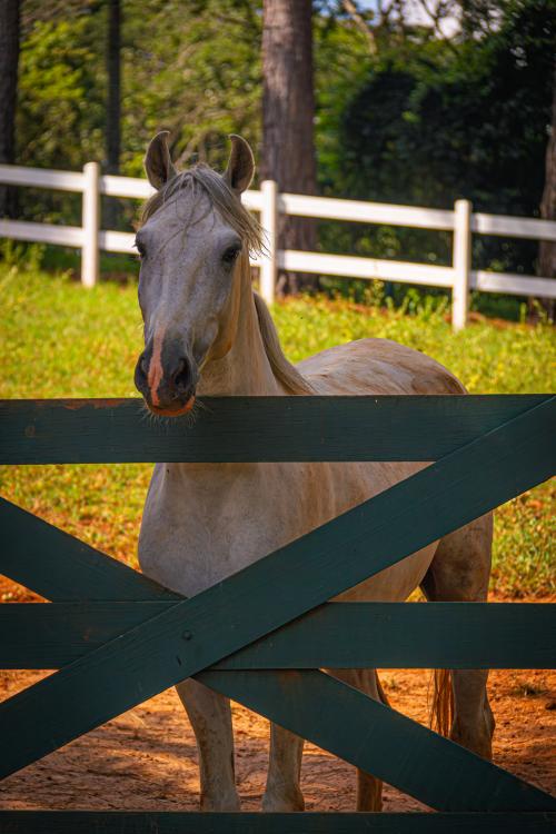 Imagem Galeria - Haras do Passo