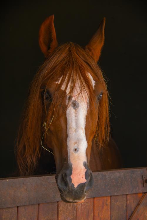 Imagem Galeria - Haras do Passo